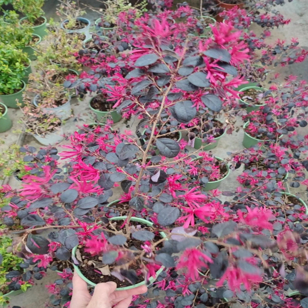 Short Purple Blooming Loropetalum – Medium Evergreen Shrub