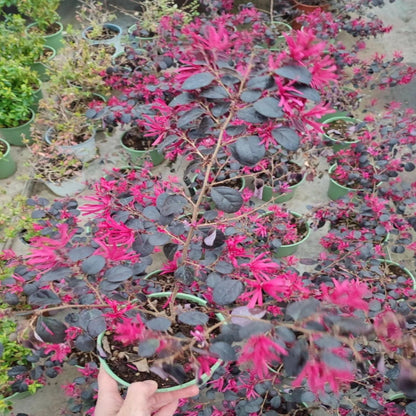 Short Purple Blooming Loropetalum – Medium Evergreen Shrub
