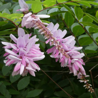 Indigofera Decora Live Flowering Shrub for Gardens