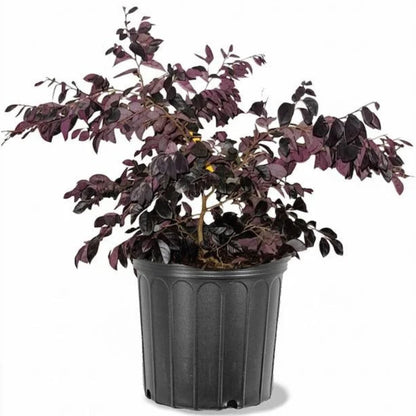 Purple Blooming Loropetalum – Medium Evergreen Shrub