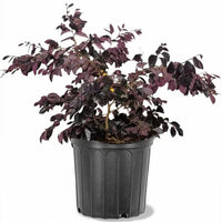 Purple Blooming Loropetalum – Medium Evergreen Shrub