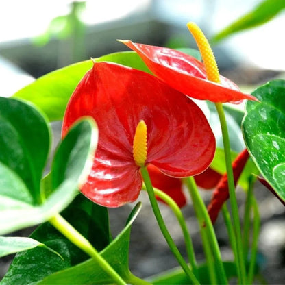Flamingo lily houseplant with bright red blooms and green foliage