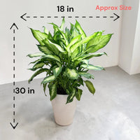 Dieffenbachia ‘Dumb Cane’ - Live Plant in Ceramic Pot