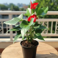 Red Anthurium plant with glossy leaves for indoor home decor
