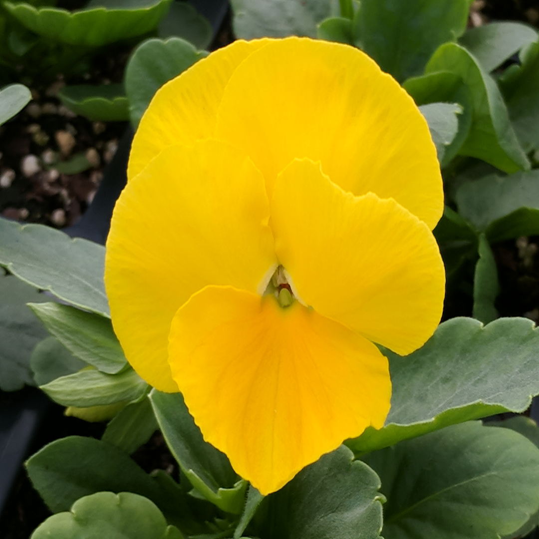 3.5 Inch Pot/18 Count Flat - Pansy Delta