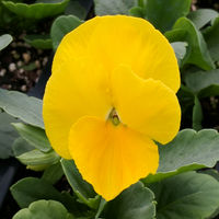 3.5 Inch Pot/18 Count Flat - Pansy Delta
