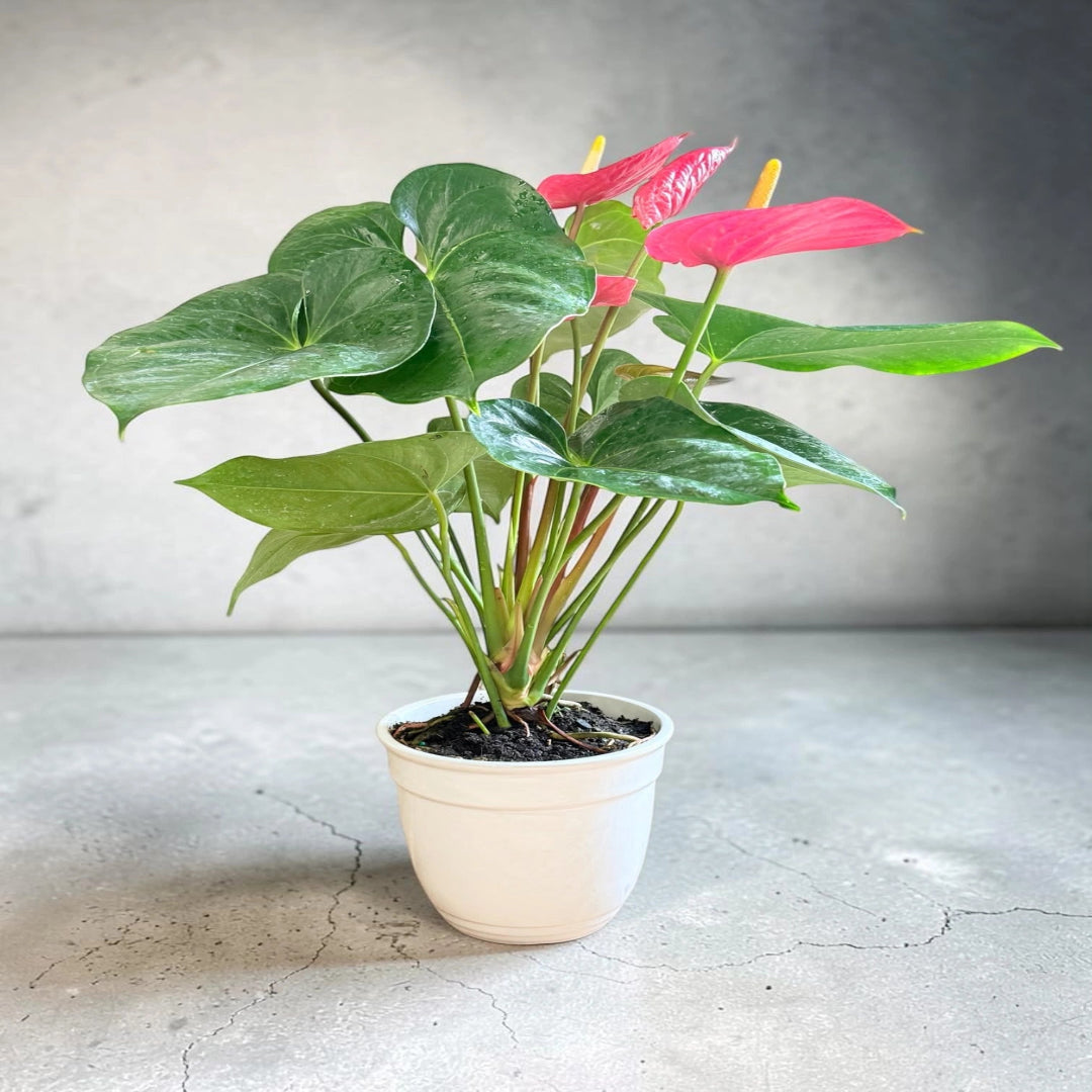 Flamingo Lily Live Plant – Red Anthurium in Ceramic Planter