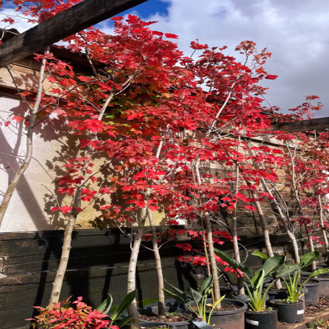October Glory Maple