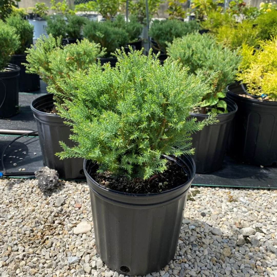Mr. Bowling Ball Arborvitae