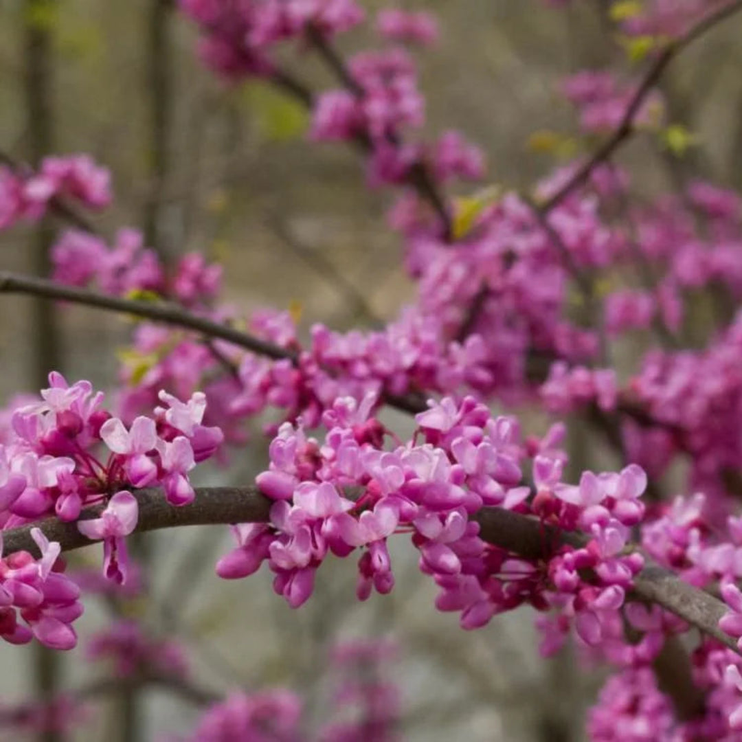Close-up view of Eastern Redbud blossoms with rich pink flowers