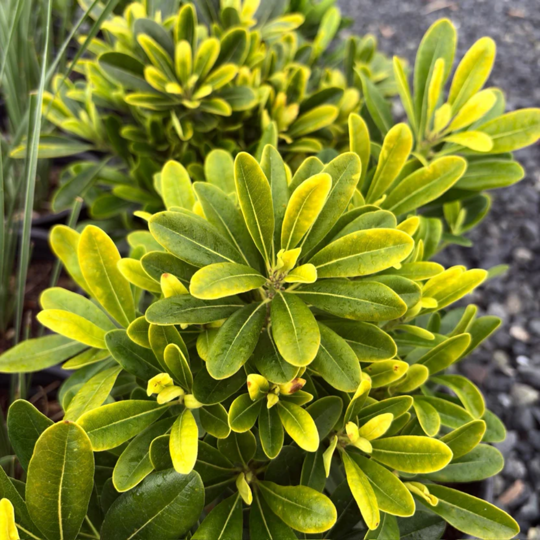 Wheeler's Dwarf Japanese Pittosporum for Sale | Pixies Gardens