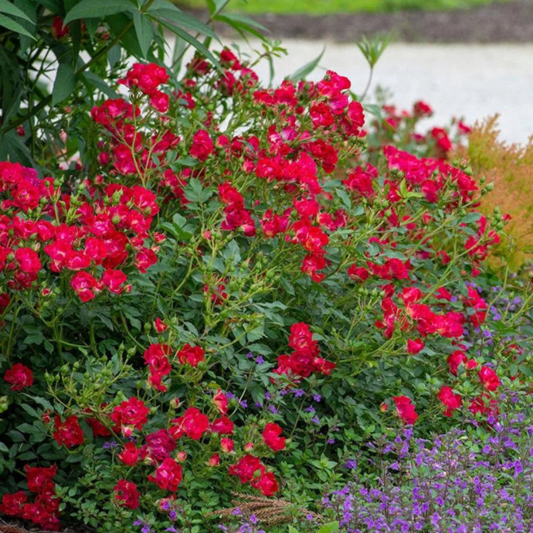 Red Dwarf Rose – Compact Flowering Rose Bush