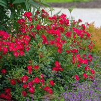 Red Dwarf Rose – Compact Flowering Rose Bush
