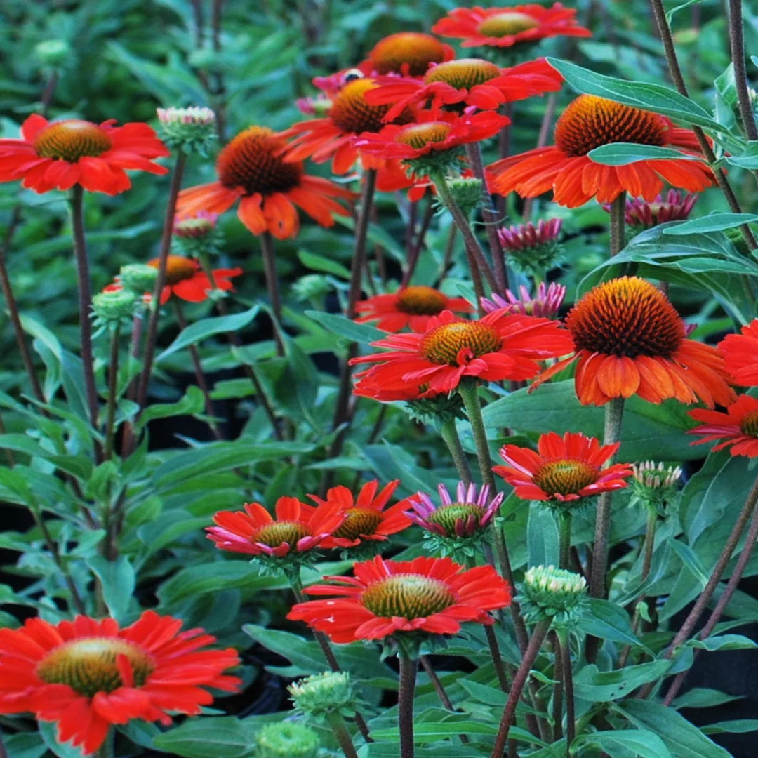 Echinacea &