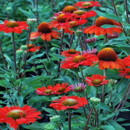 Echinacea &