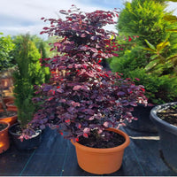 Purple Blooming Loropetalum – Tall Evergreen Shrub
