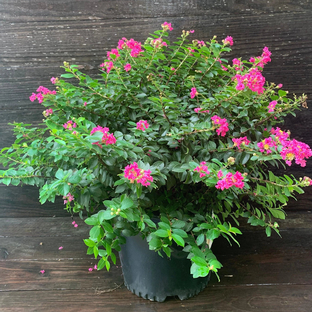 Dwarf Pink Crape Myrtle
