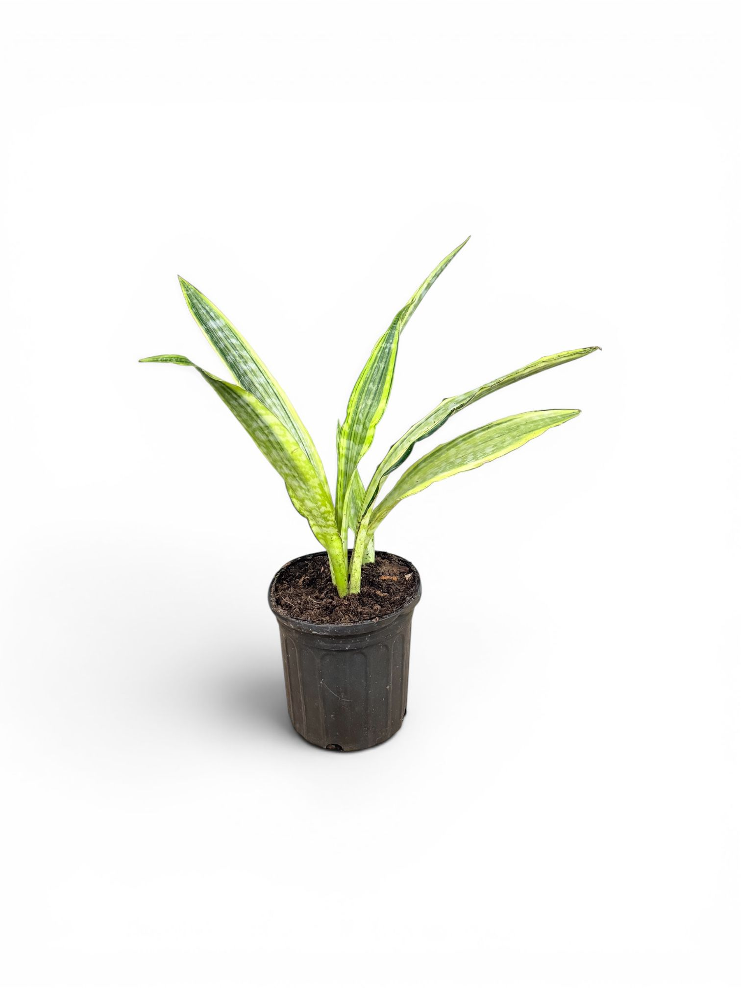 Variegated Snake Plant