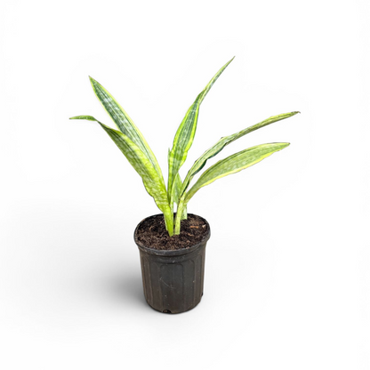 Variegated Snake Plant