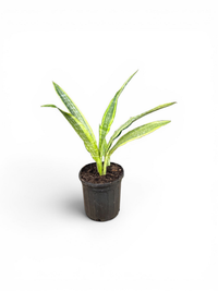 Variegated Snake Plant