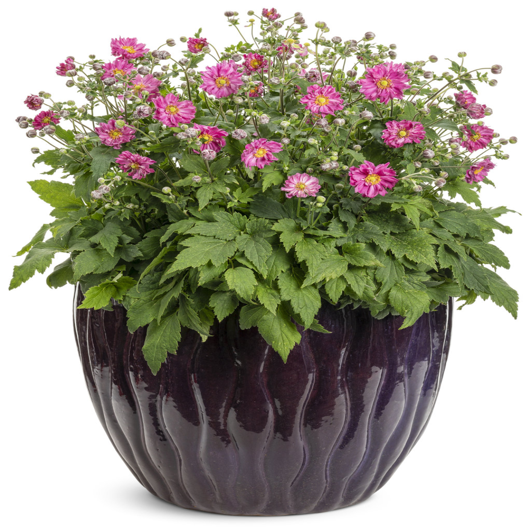 Anemone Fall in Love™ &