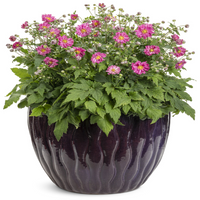 Anemone Fall in Love™ 'Sweetly' (Japanese Anemone) - [EG]