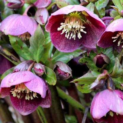 Lenten Rose