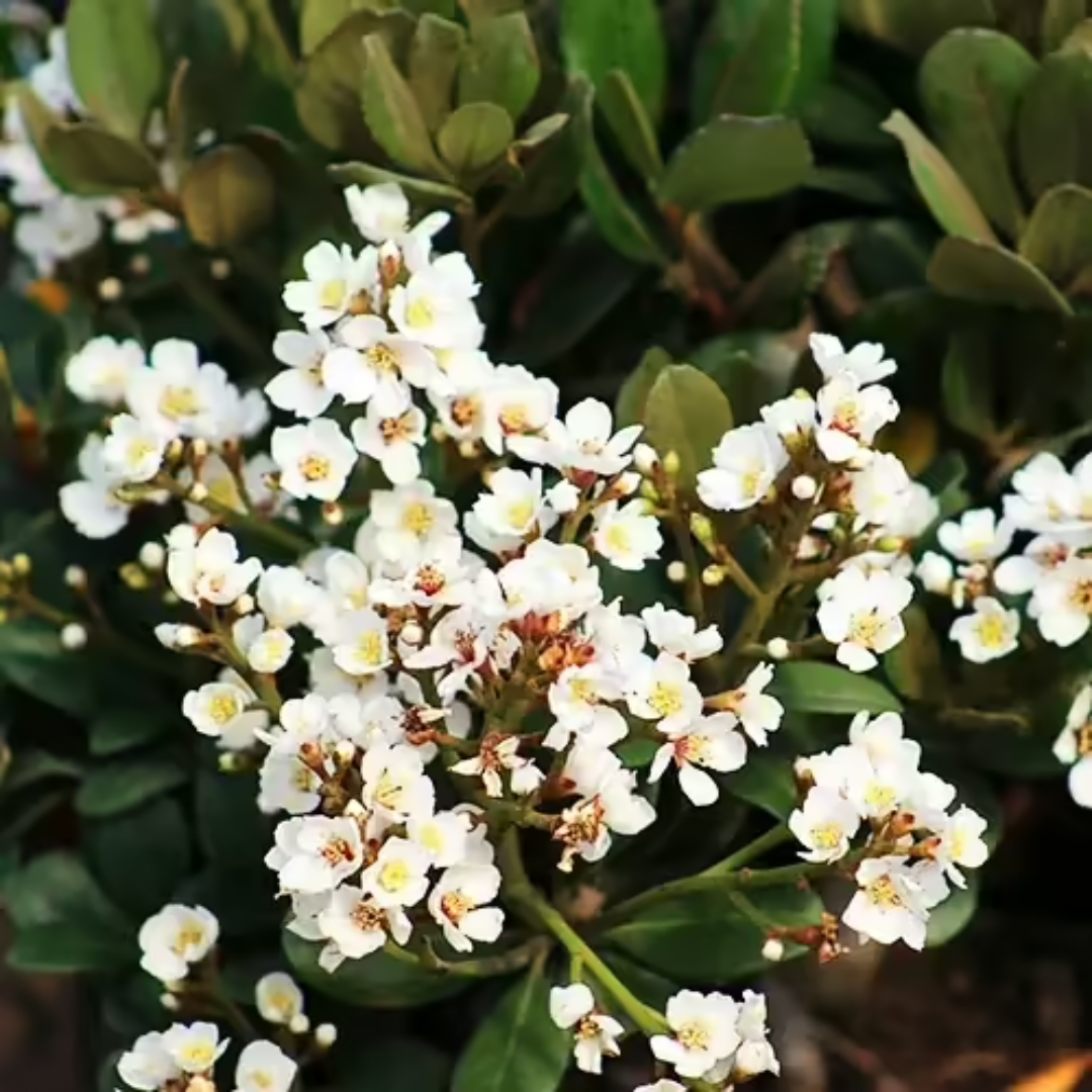 Snow" Indian Hawthorn