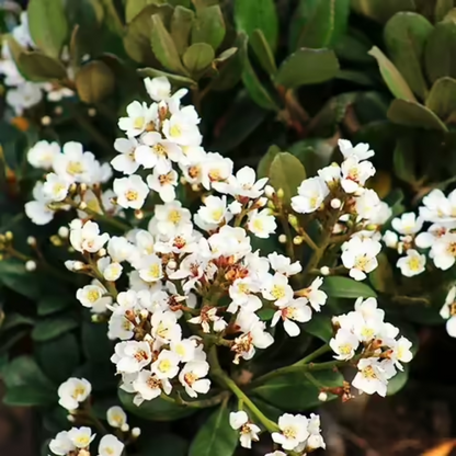 Snow" Indian Hawthorn