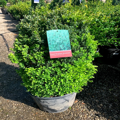 Topiary boxwood