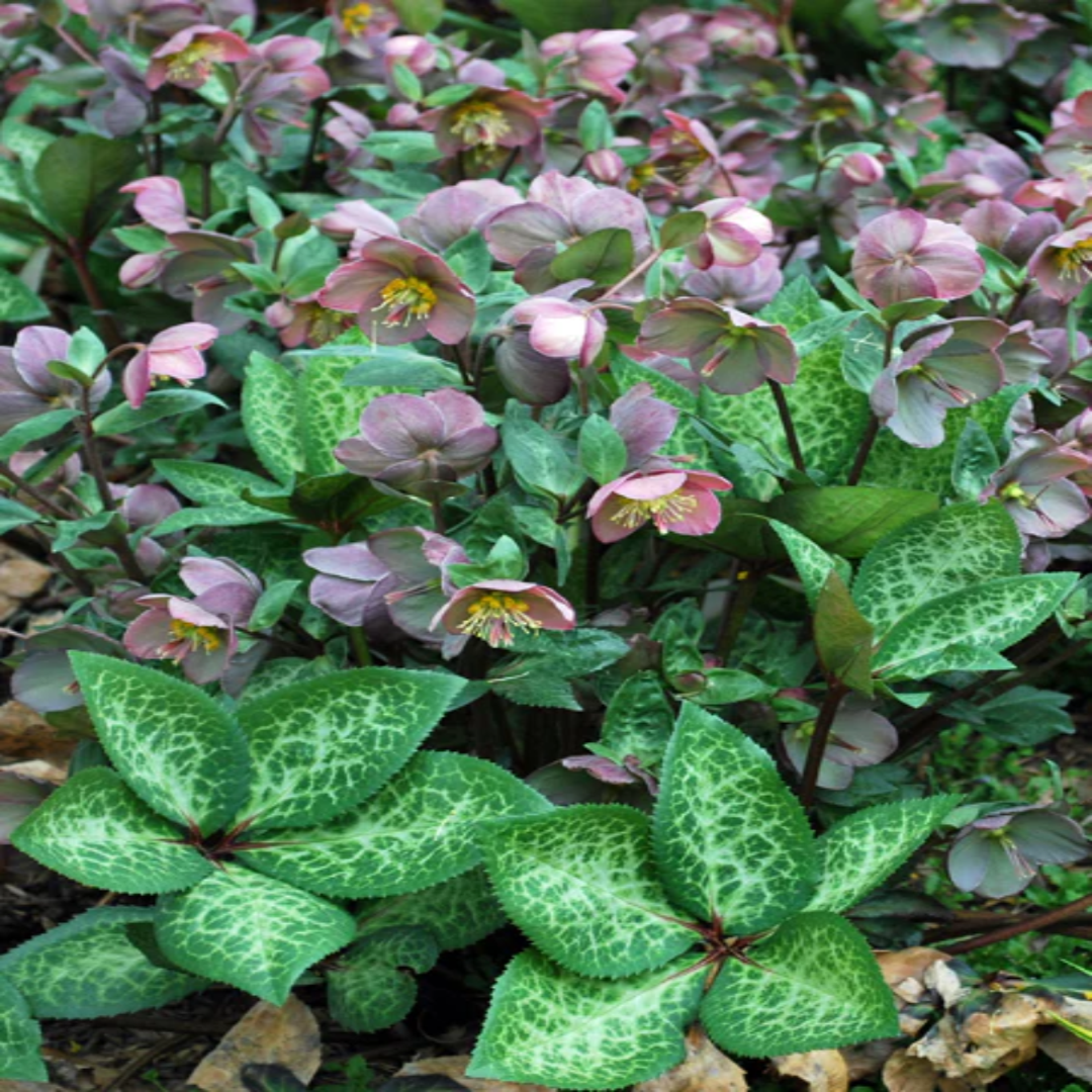 Lenten Rose