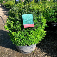 Topiary boxwood