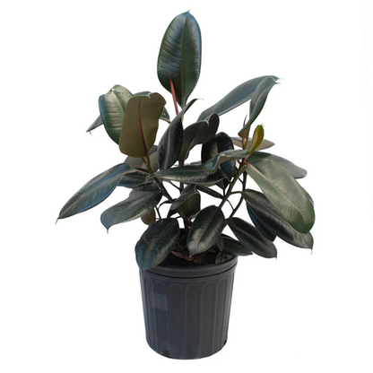 Rubber Plant (Indoor Plant)