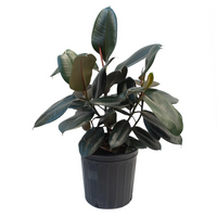 Rubber Plant (Indoor Plant)