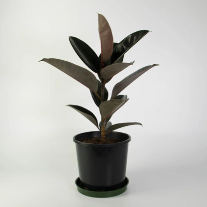 Rubber Plant (Indoor Plant)