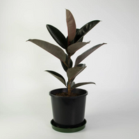 Rubber Plant (Indoor Plant)