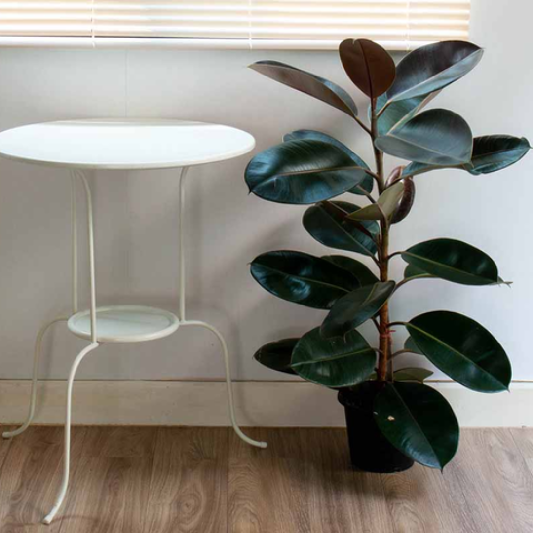 Rubber Plant (Indoor Plant)
