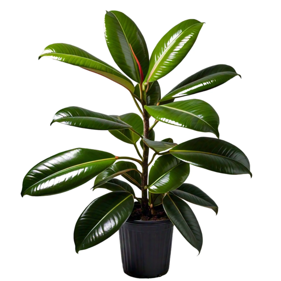 Rubber Plant (Indoor Plant)