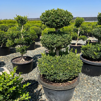 Topiary boxwood
