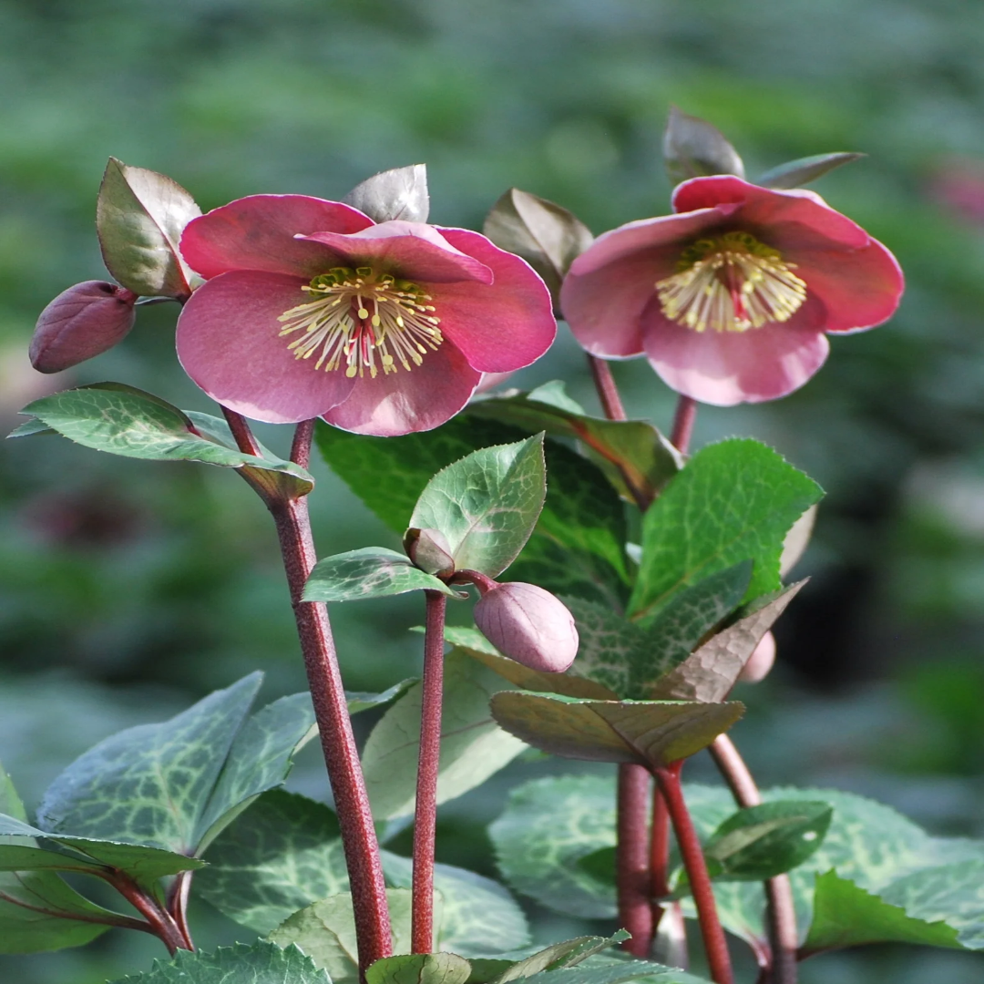 Lenten Rose