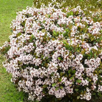 Snow" Indian Hawthorn