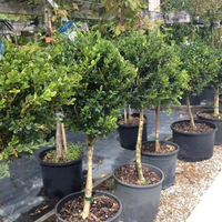 Topiary boxwood