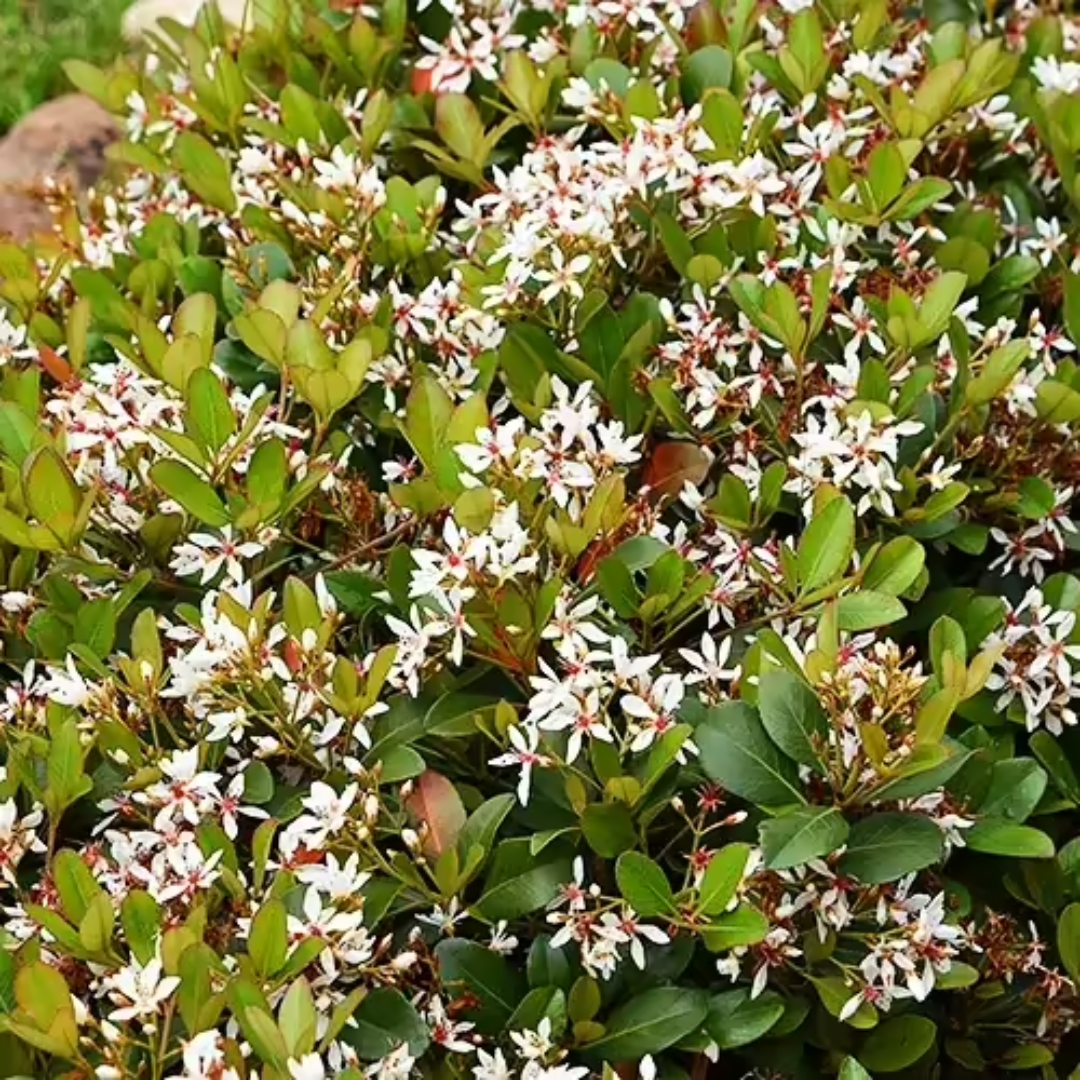 Snow" Indian Hawthorn