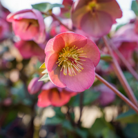Lenten Rose