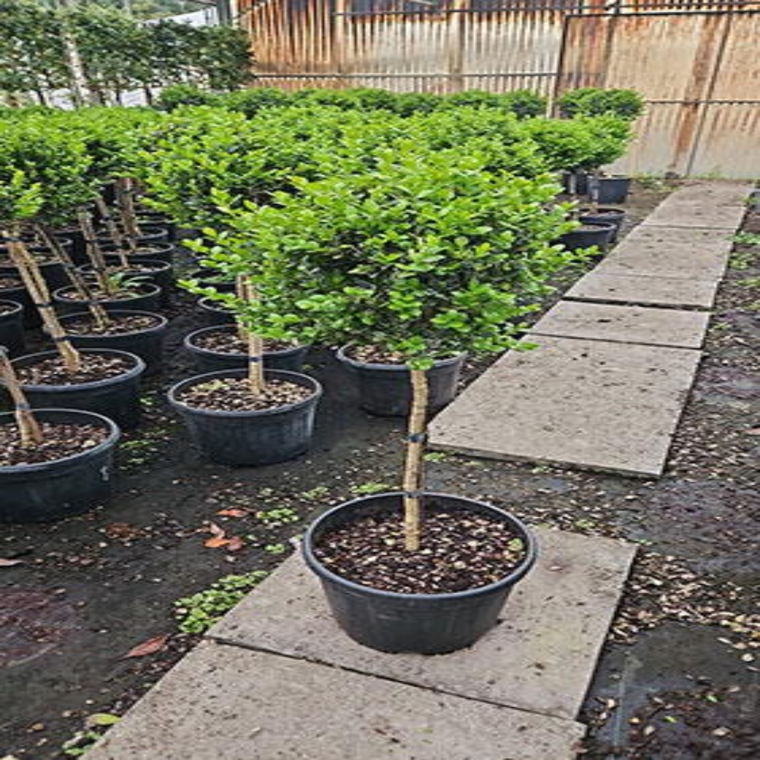 Topiary boxwood