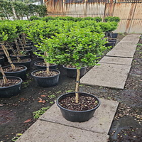 Topiary boxwood