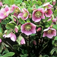 Lenten Rose