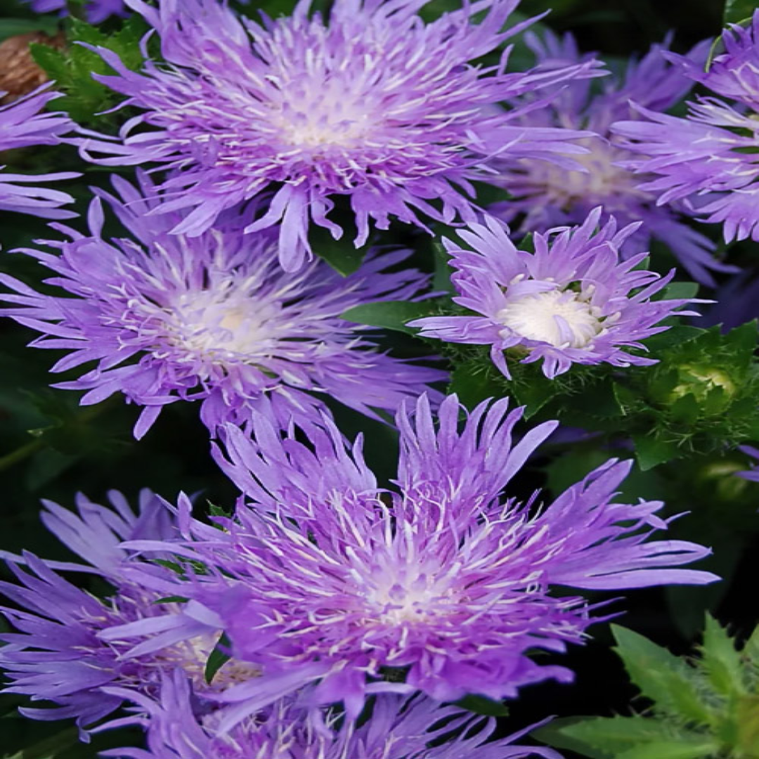 Danube Stokes Aster
