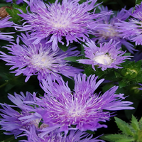Danube Stokes Aster