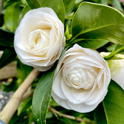April Snow Camellia-Cold Hardy to 5*F with Lovely Snow White Blooms